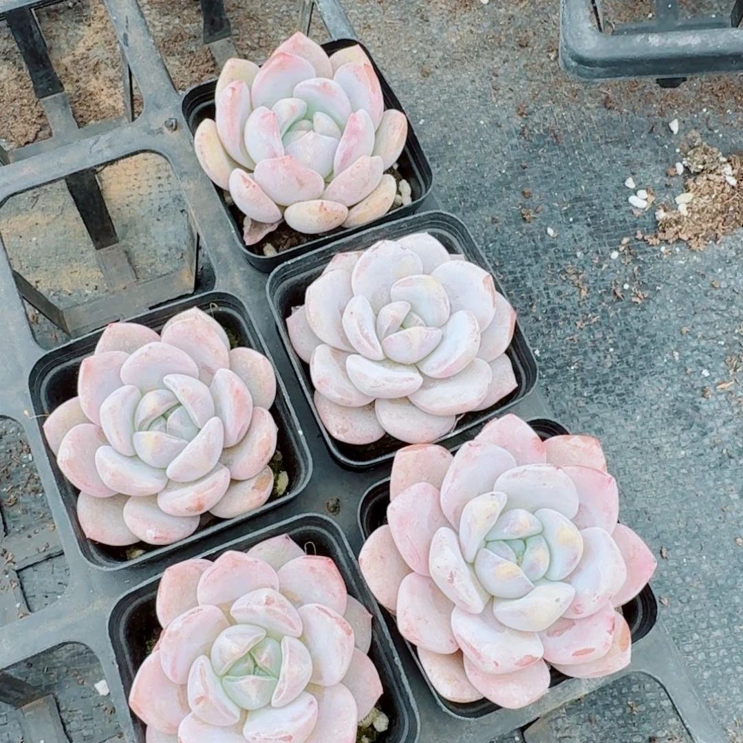 奶盖五颗量拍19-27