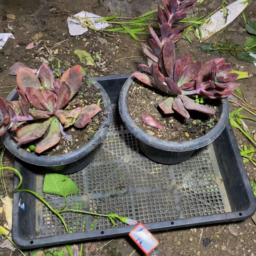 美***）一物一拍一物一拍