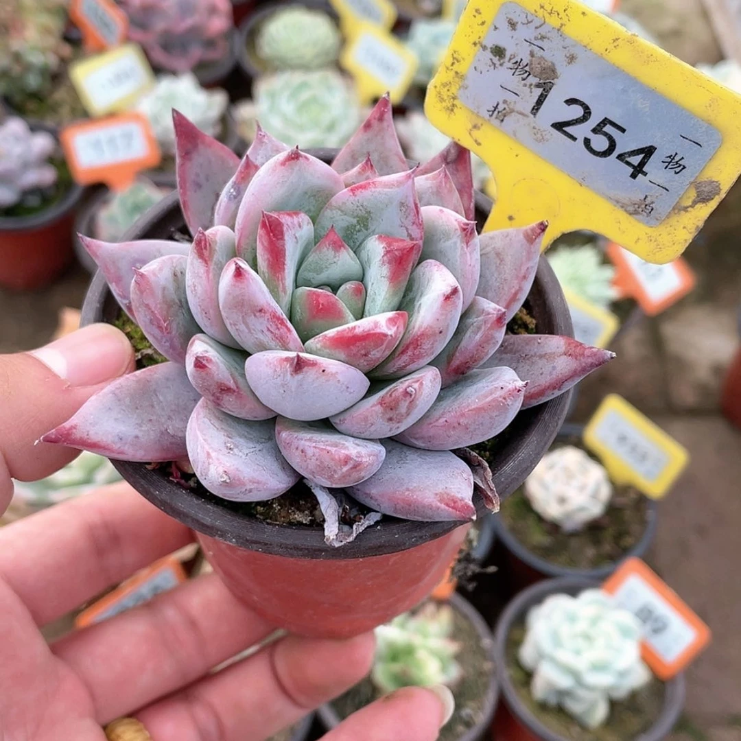 【闪购商品】1254号