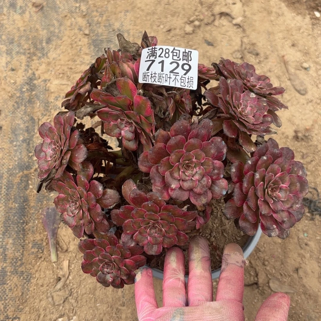 O. 7129红金刚多肉，bad