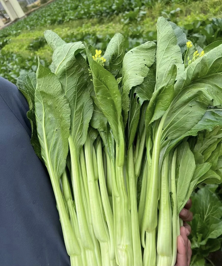 连州菜心正品广东菜心原装四季种植甜菜心菜苔蔬菜种子阳台盆栽lz