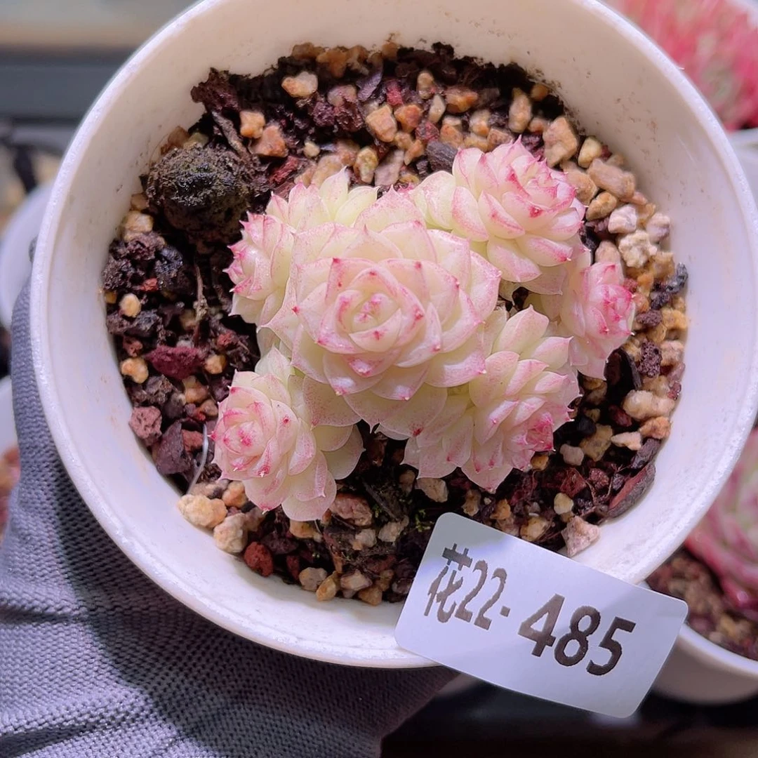 花22-485白天鹅群