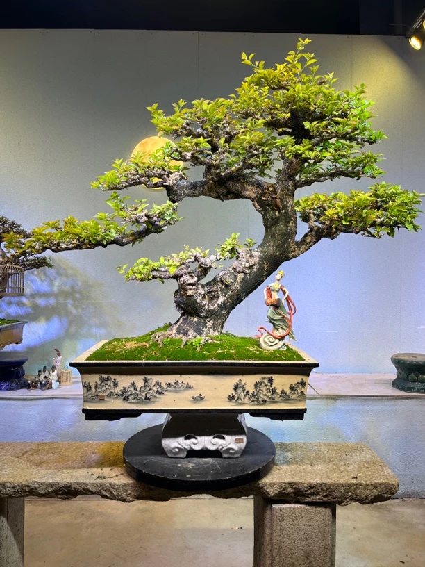 精品老桩小叶紫花三角梅盆景适用于室内外造型