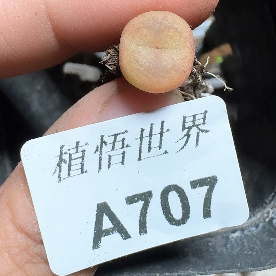 707盒多肉植物哇cv