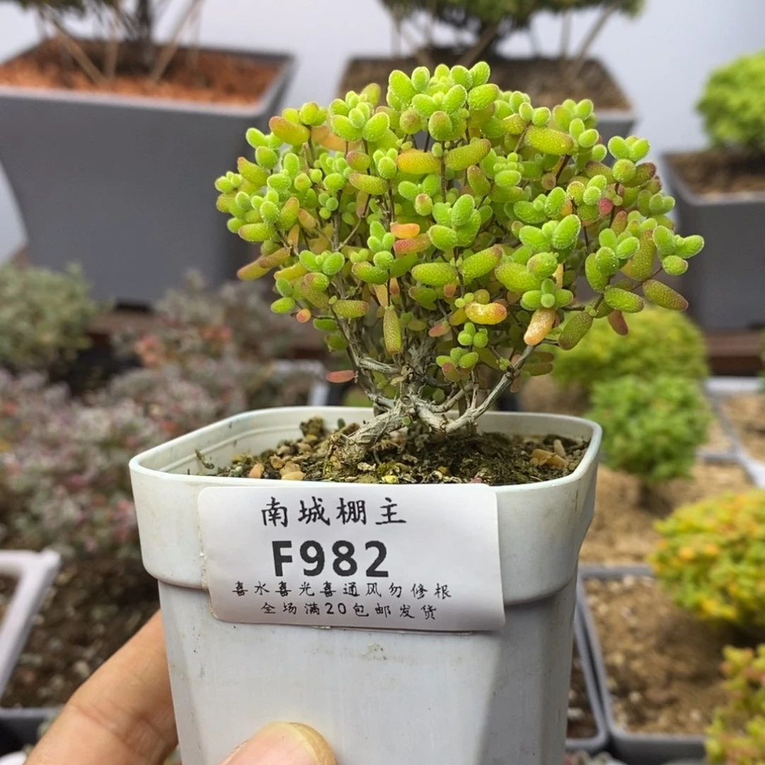 982蜜橘糖球枝干番杏