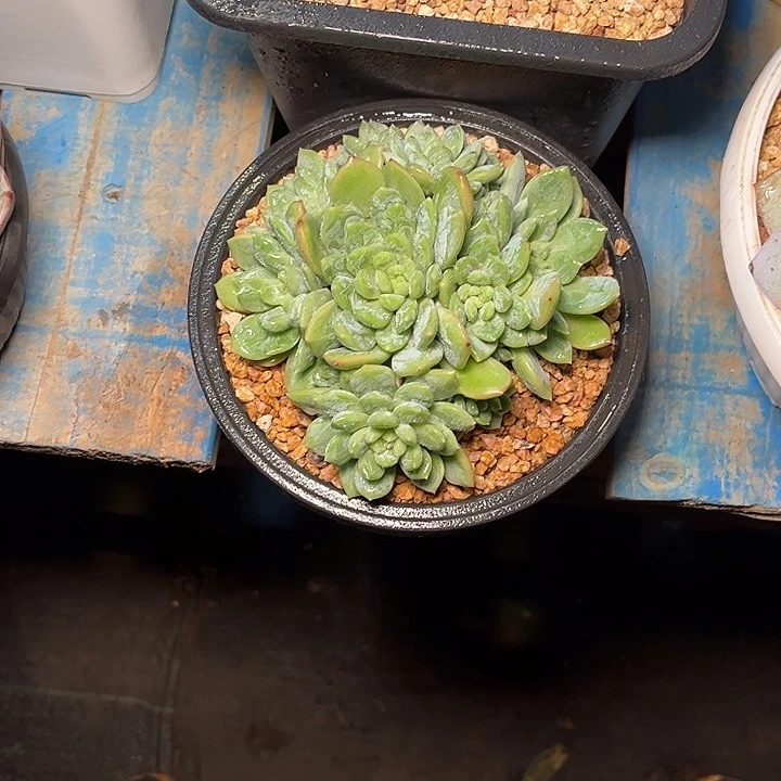 好***%多肉植物一物一拍