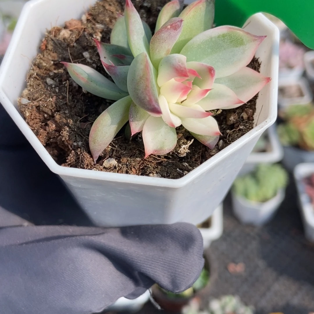 1661吉娃娃锦多肉植物