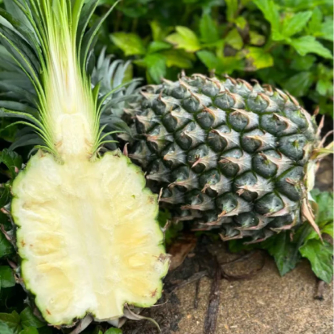 海南冬蜜凤梨 2-3个装 净重4.5-5斤 顺丰包邮