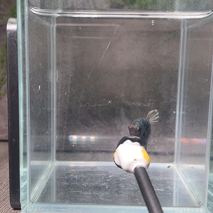 斗鱼听风观赏斗鱼