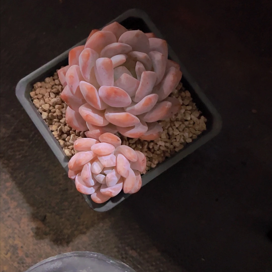 ?***?韩橙，多肉植物，
