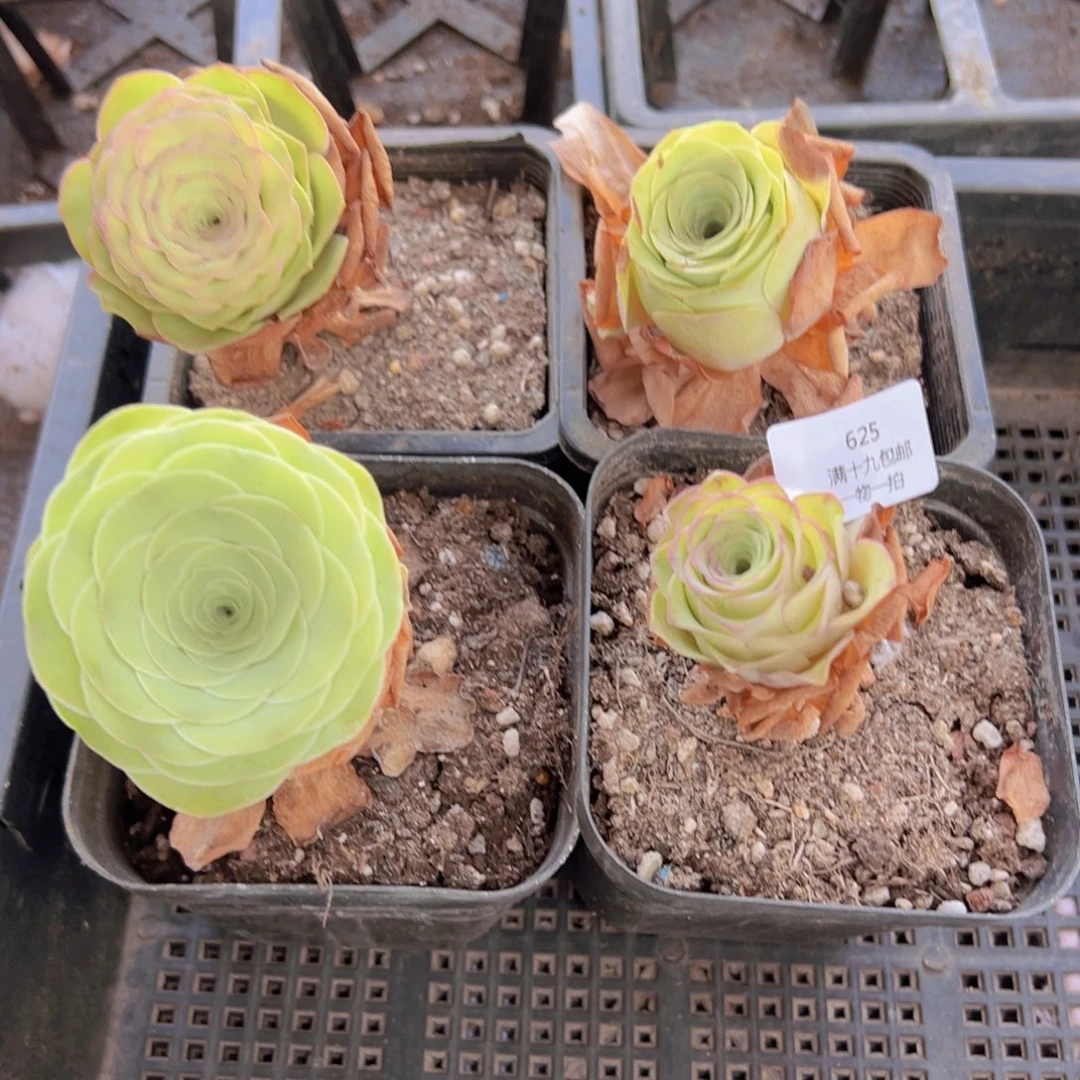 625 侧牙掉了不包无售后