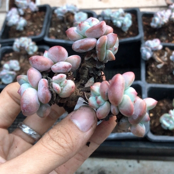 星影石榴籽福利出咯 227
