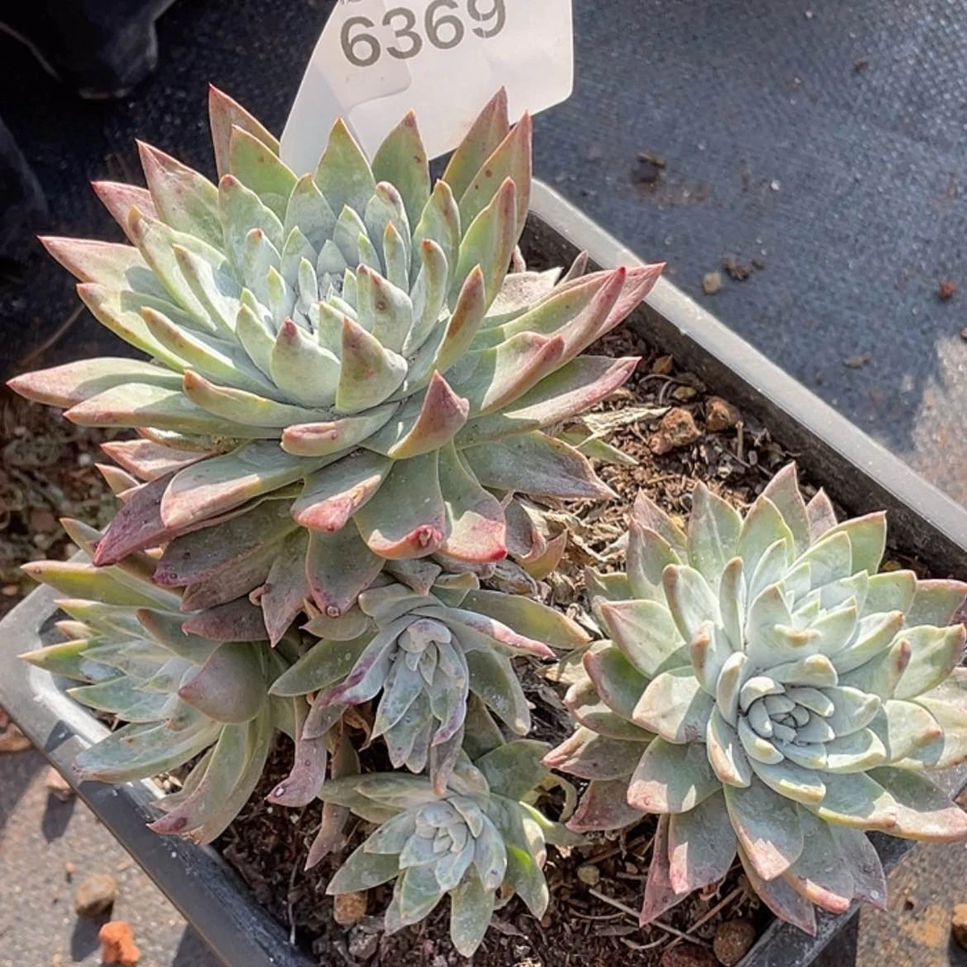 【闪购商品】白菊苹果叶