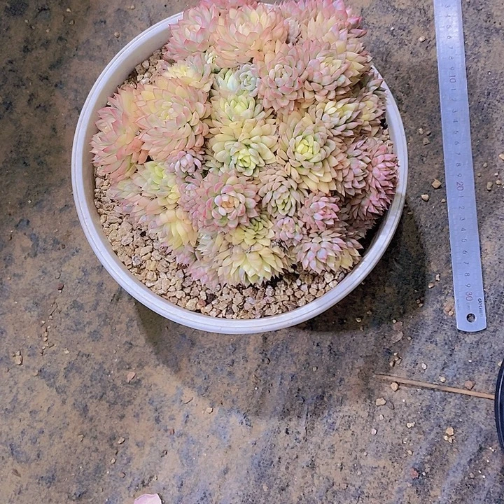 邓***࿐女锦多肉植物老桩大群