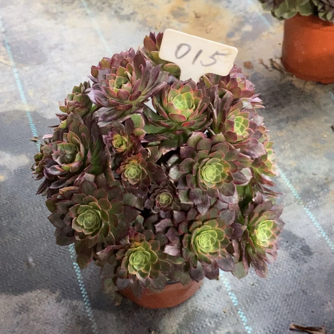 红陶015万圣节黄锦多肉植物