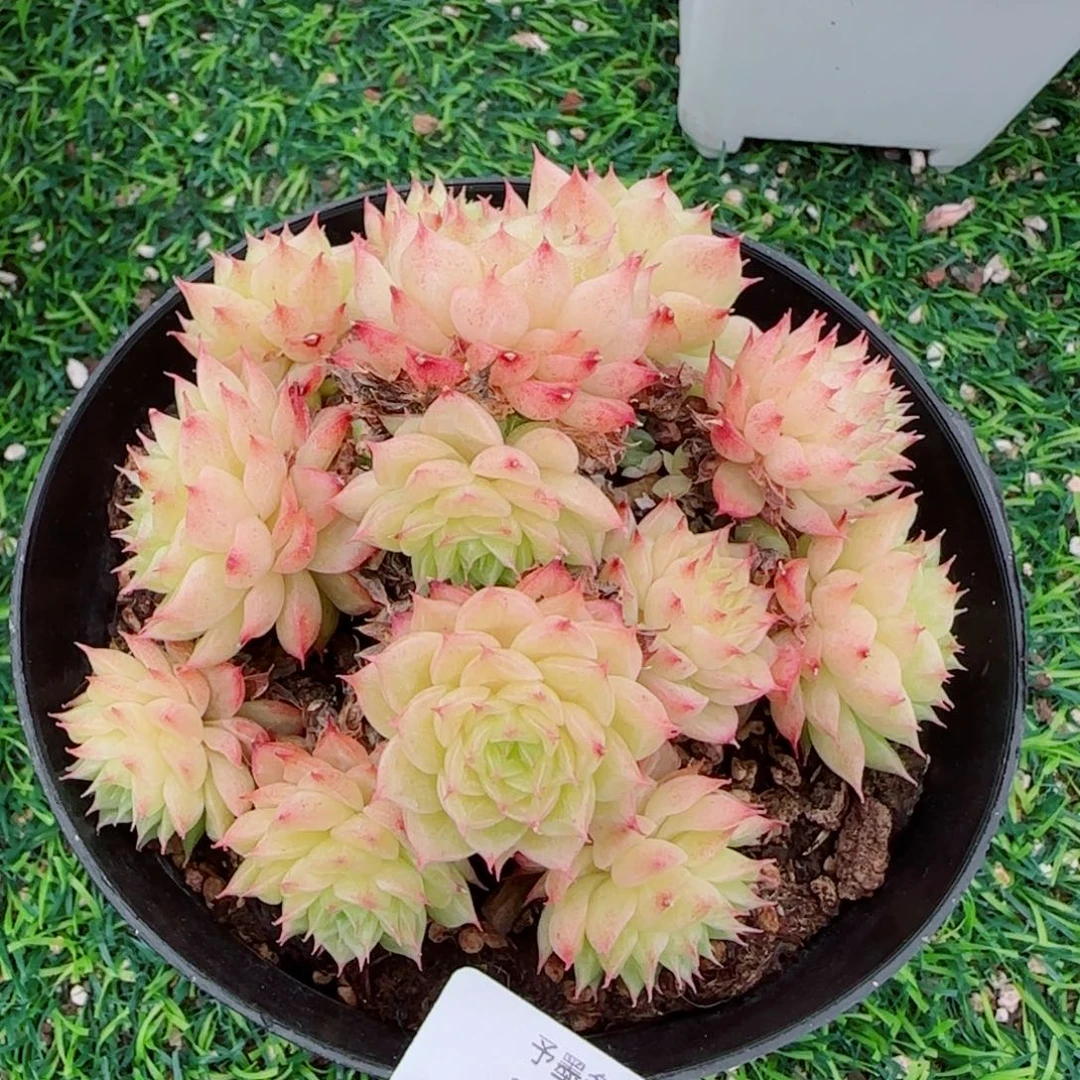 麦秆群，2736带盆发不包整