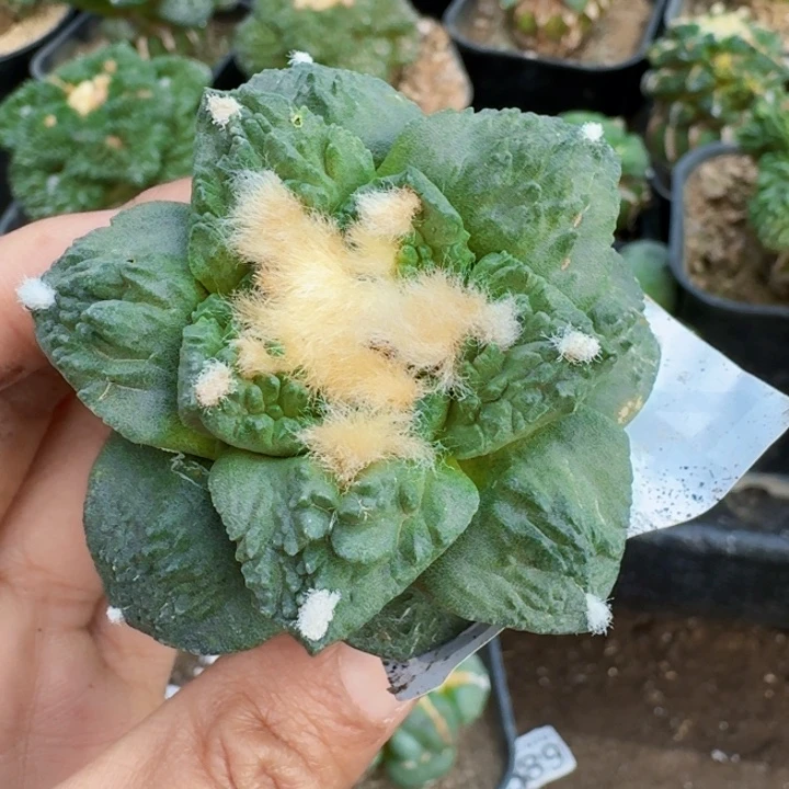 无花朵455炸尤哥怒牡丹