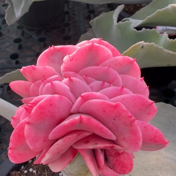 大河之舞锦缀化一物一拍