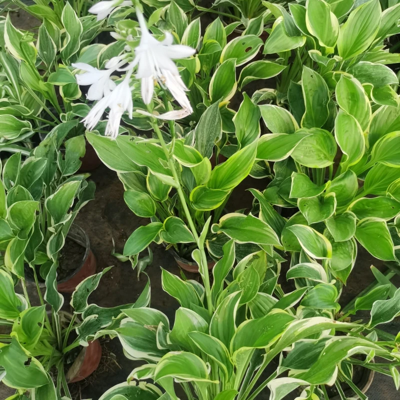 金边玉簪一加仑一盆（满六单包邮）