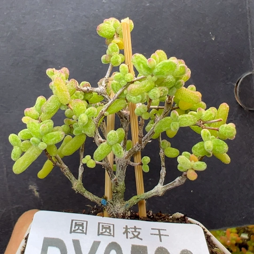【闪购商品】dy6500糖球白糊斑锦冠幅5.5cm
