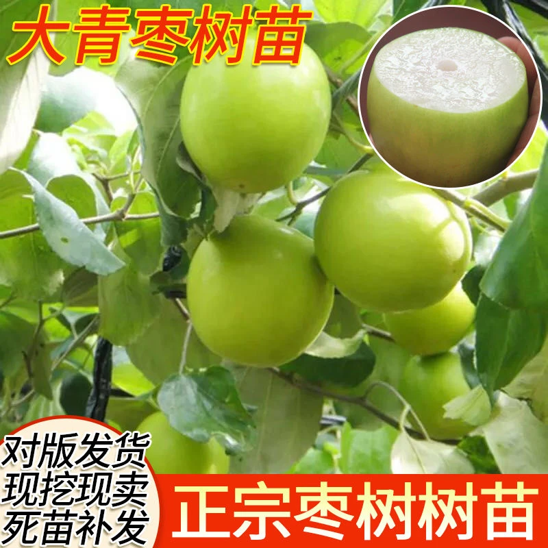 枣树嫁接苗 台湾牛奶大青枣树苗特大南方地栽青枣苗当年结果