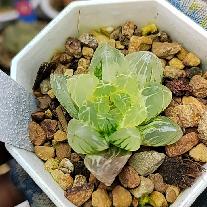 108水晶实生糊斑 4厘米左右一物一拍带盆土