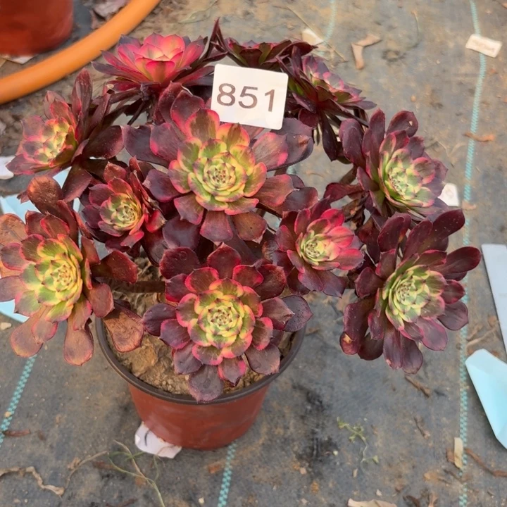 眼花多肉植物不包损851