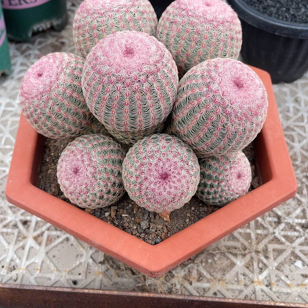 毛***嗨仙人球红太阳群生脱土发