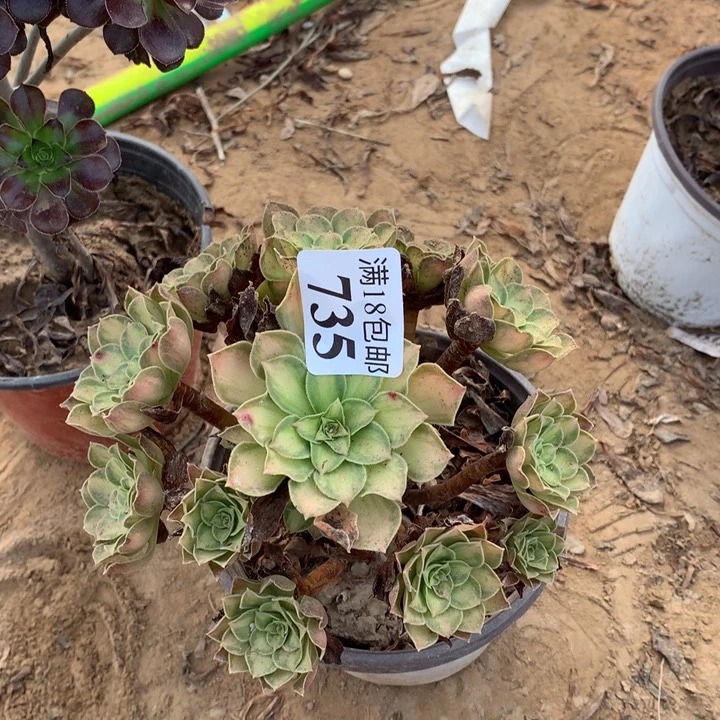 735韶华手捧2号棚