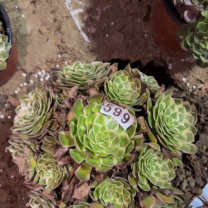 599玉芙蓉多肉植物