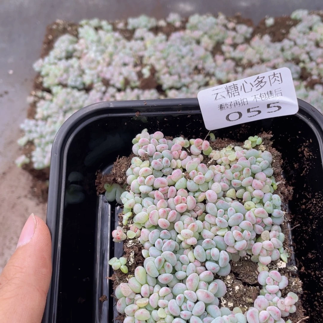 云糖心多肉植物55