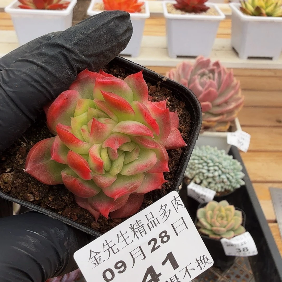 0928-41汉娜花脸锦