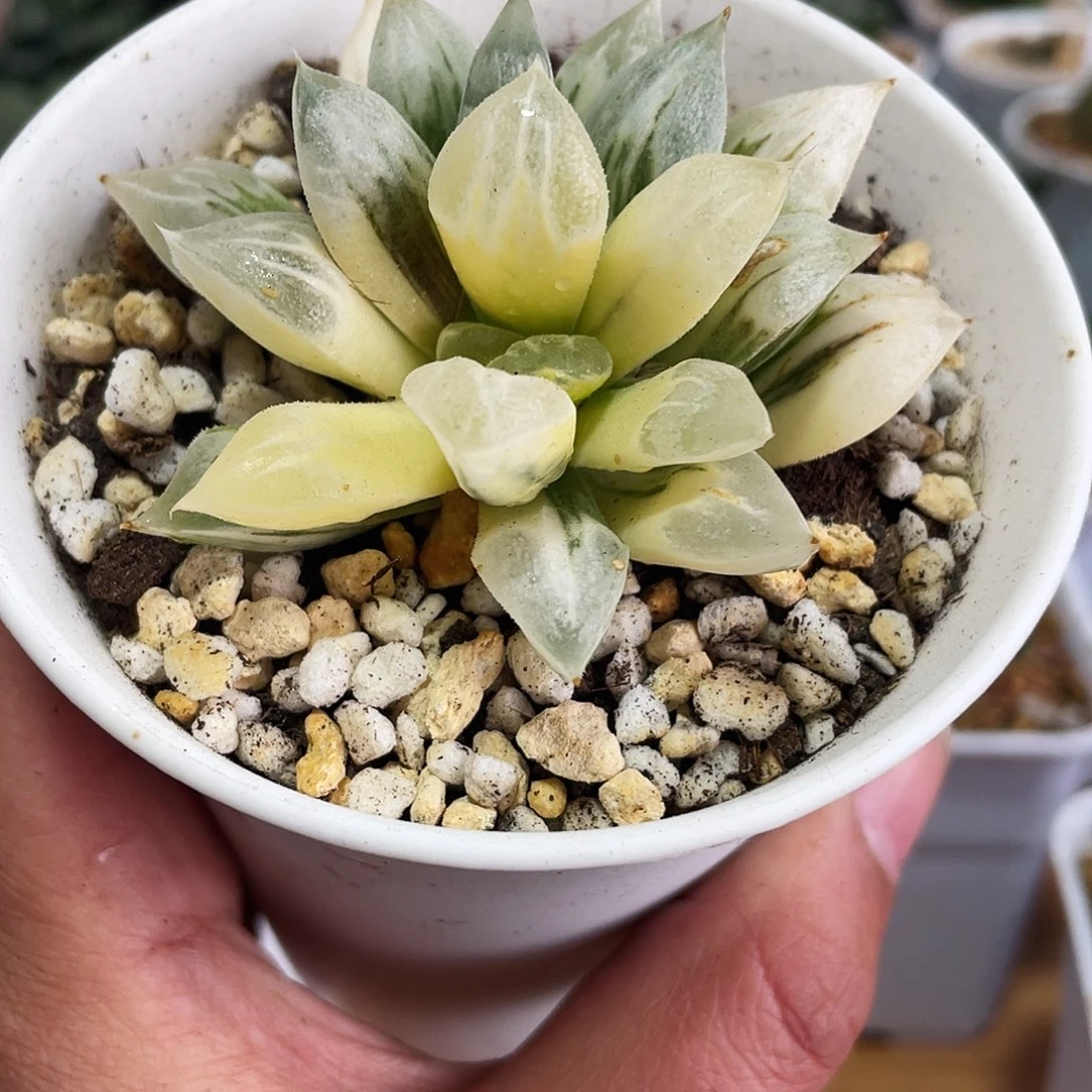 一***瓜直播间爱心寿锦带盆发