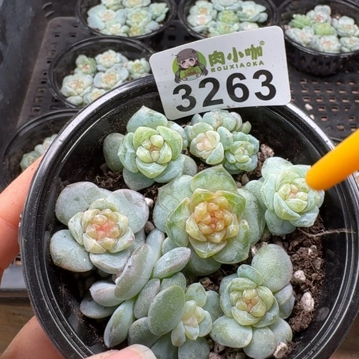 多肉植物多肉植物