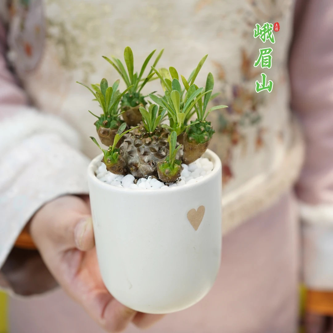 峨眉山多肉块根植物盆栽铁甲麒麟大戟科室内办公室桌面绿植