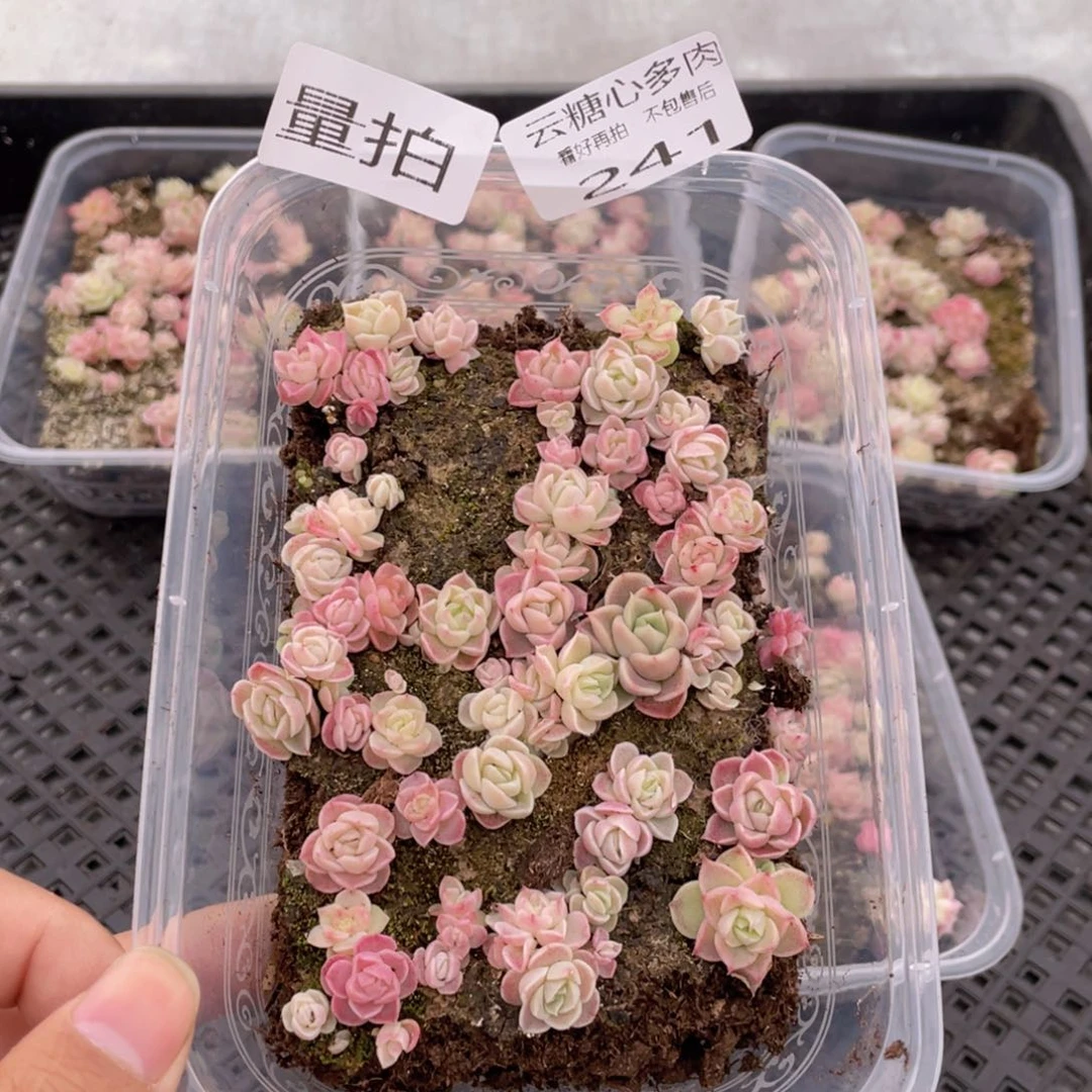 云糖心多肉植物241