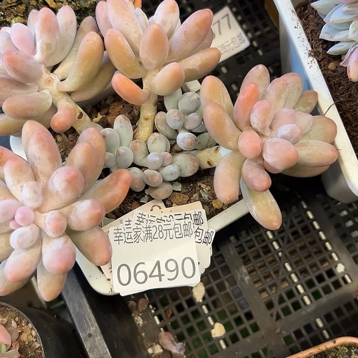 幸运的是我还没遇到你呢幸运