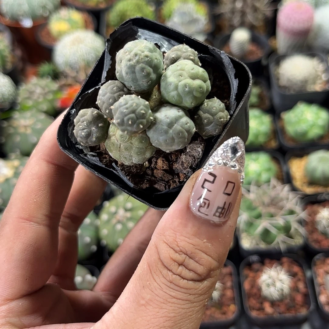 大型足球单头发货有根发货有根
