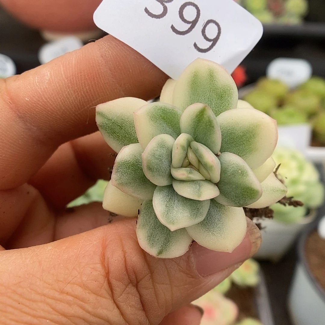 一物一拍一物一拍926-399