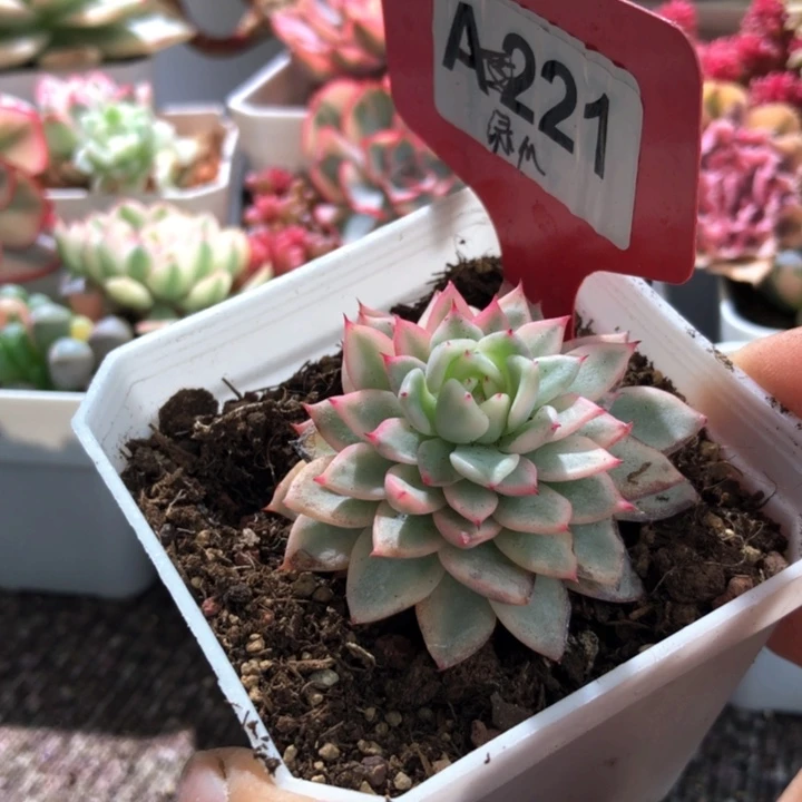 绿爪覆轮锦有根有根