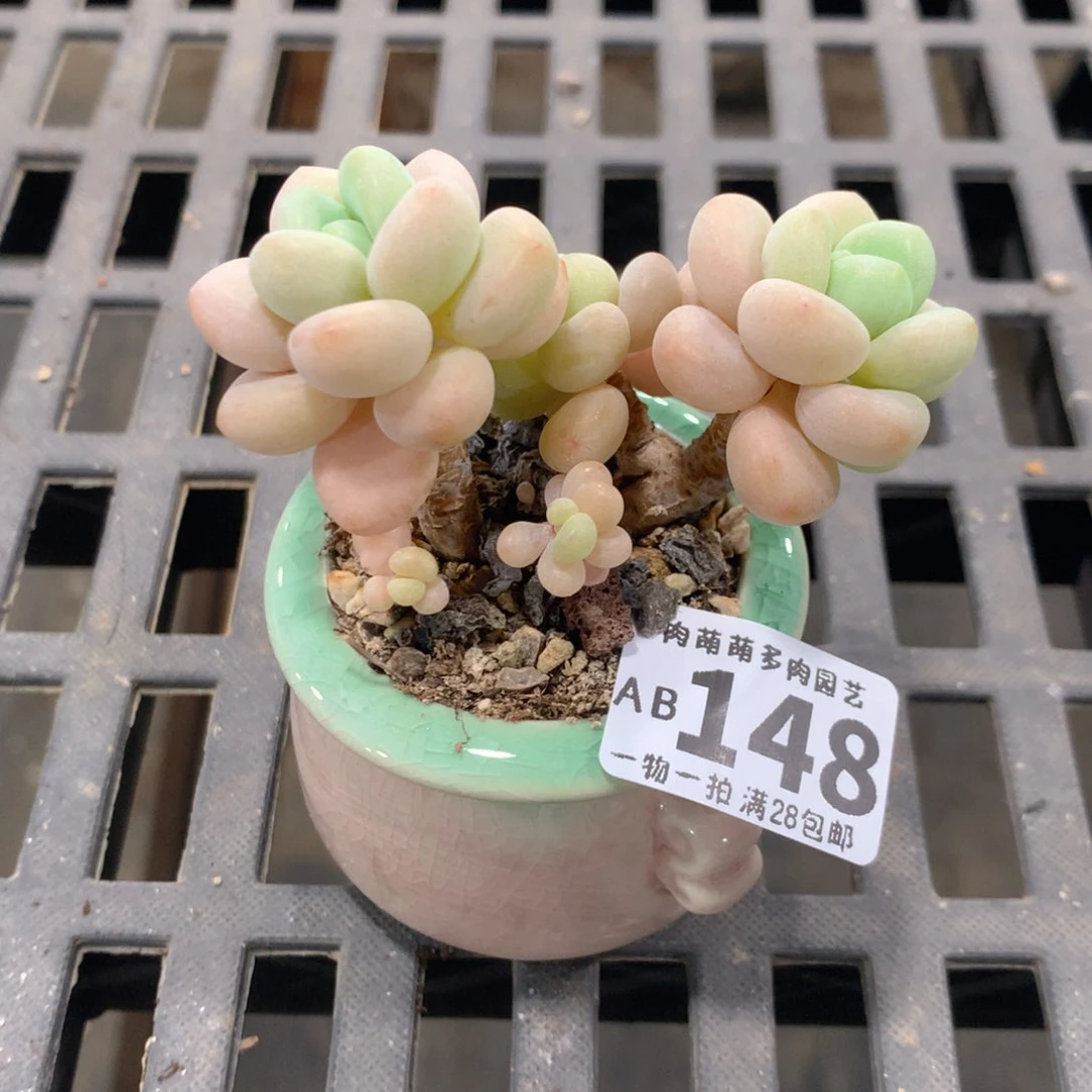 肉萌萌拇指盆精控多肉AB148