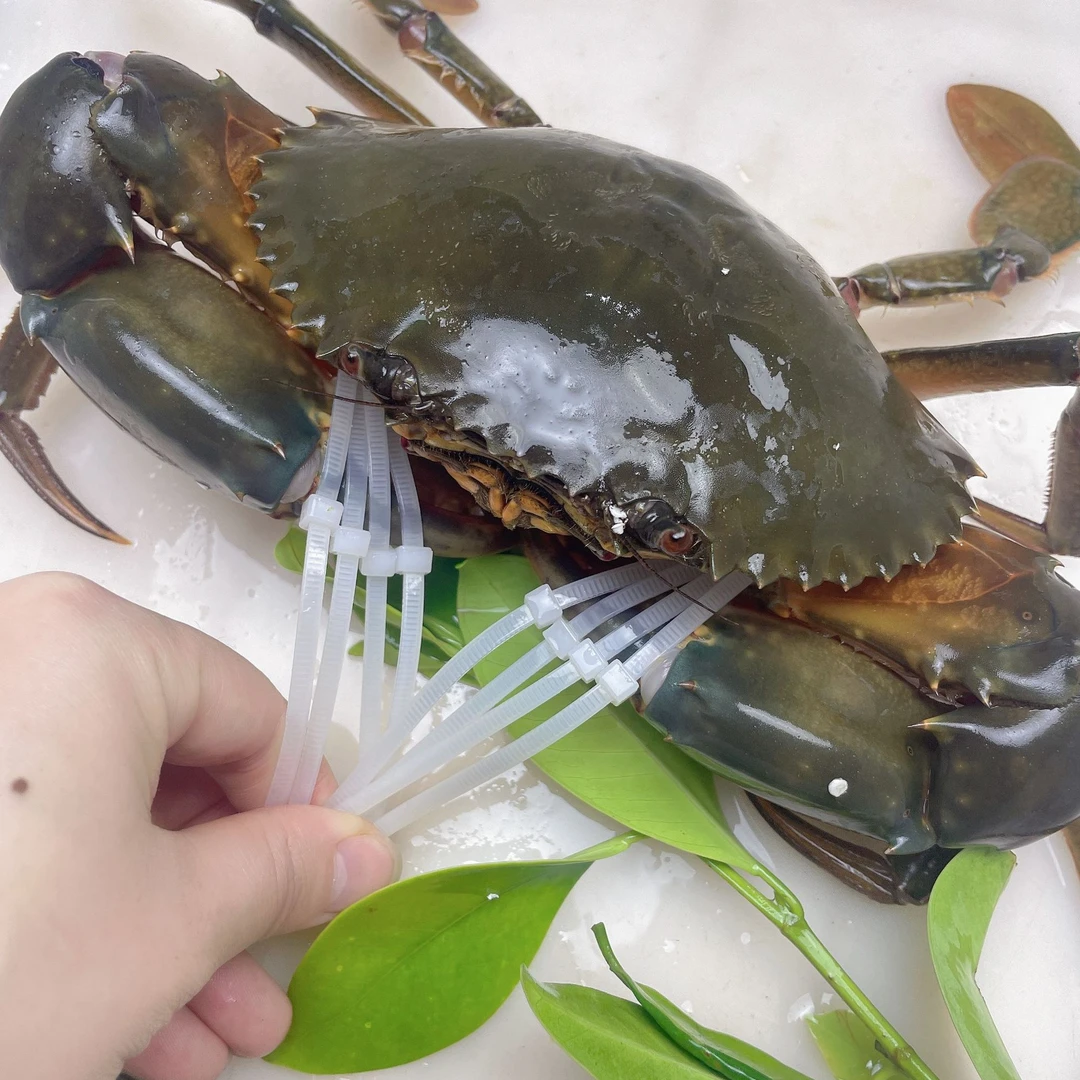 东山岛螃蟹 青蟹 大公蟹7-8两 吃肉（勿放冰箱）