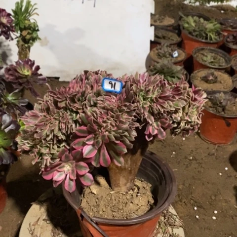 粉女巫缀一物一拍