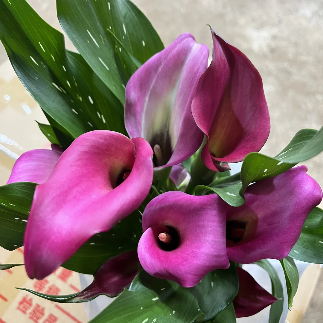 马蹄莲【扎祖】切花品种盆栽多年生花卉带花苞发货室内散光易养护