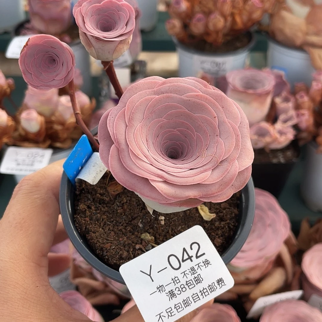 不知名Y-042一物一拍