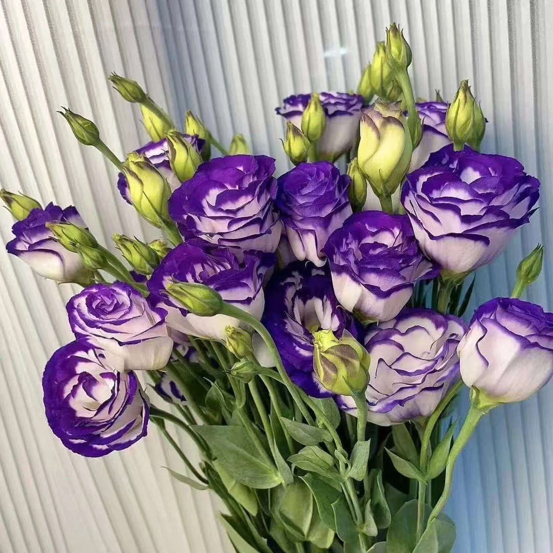 【紫边洋桔梗】-云南原装高品质洋桔梗花束-浪漫装饰鲜切花