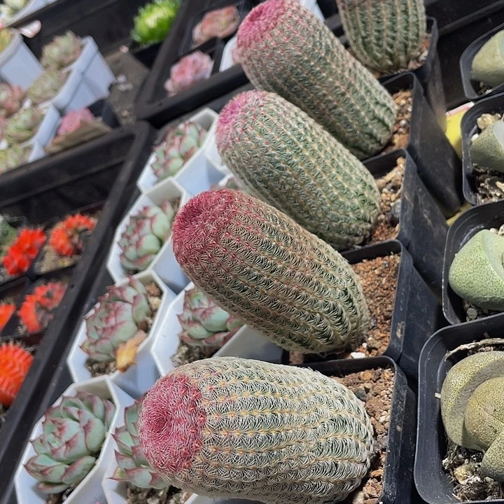 红太阳带盆土发货