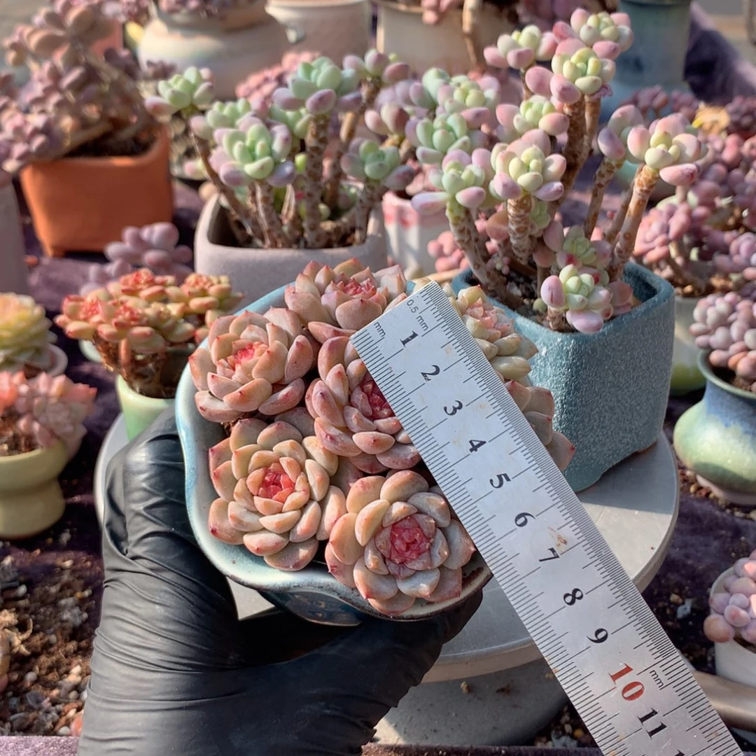 10颗不带盆偏远地区不包邮的3公分