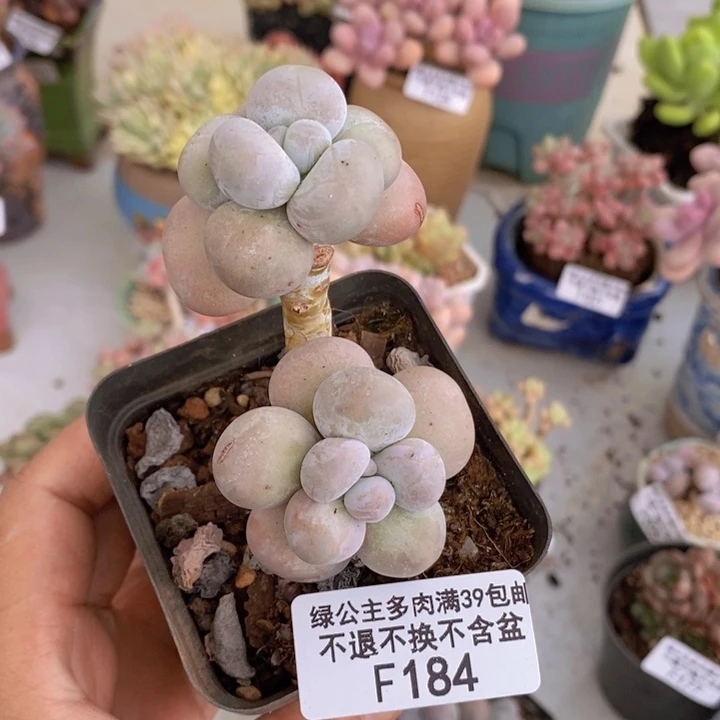 芭比奶洛184多肉植物