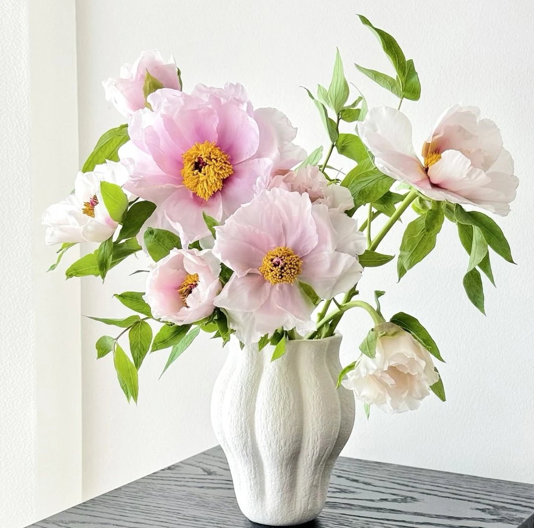 【油画牡丹】【叁叁】 收到需醒花 云南鲜花批发基地直发